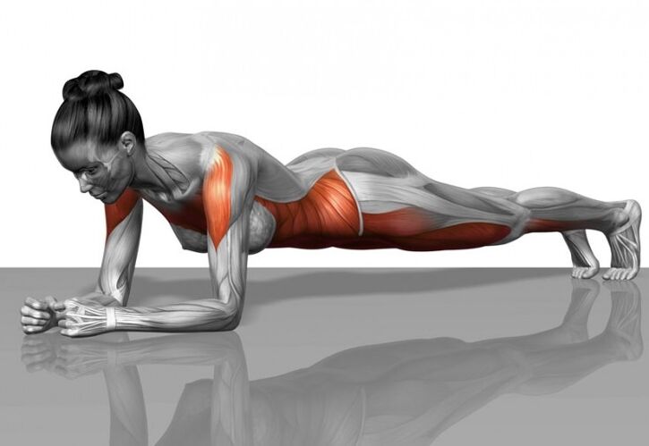 Muscular scheme